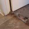 How to Repair Pets Damaged Carpet?