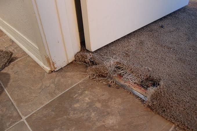Damaged-Carpet